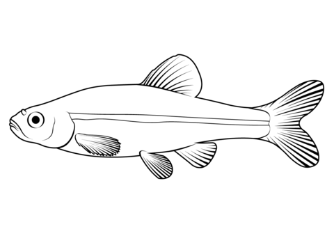 Fathead Minnow (Pimephales Promelas) Coloring Page